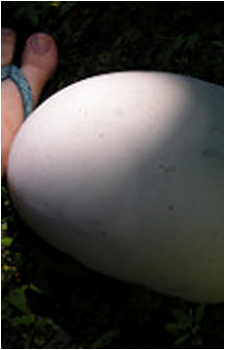 Image 2 of SCP-Big egg