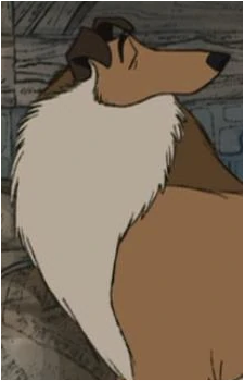 Collie's image
