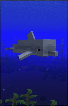 Dolphin's image