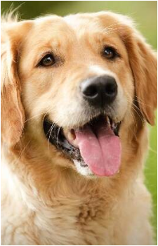 Image source: Google Images Dog {IRL}