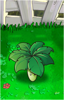 Umbrella Leaf's image