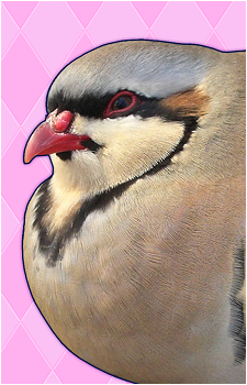 Shuu Iwamine's image