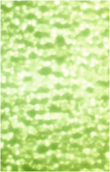 Image 32