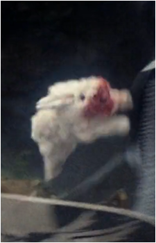 Rabbit of Caerbannog