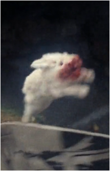 Rabbit of Caerbannog
