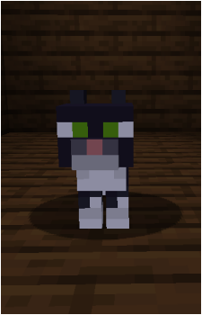Cat's image