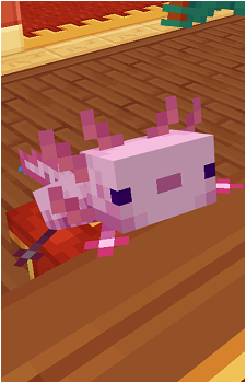 Axolotl