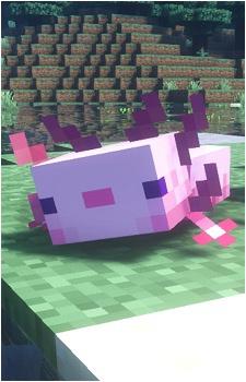 Axolotl Image