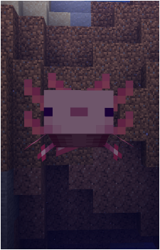 Axolotl's image