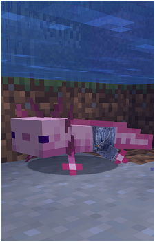 Axolotl