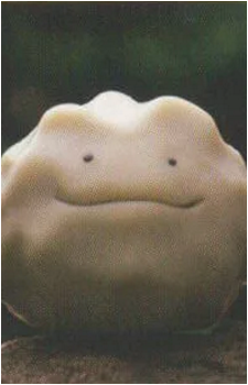 Image 13 of Ditto