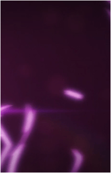 Image 41