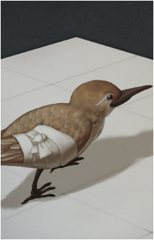 Bird {ABS}