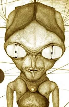 Asteromorph's image