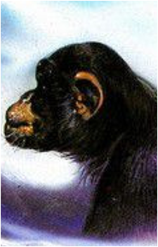 Inga {Phenomena}'s image