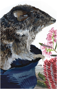 Potoroo