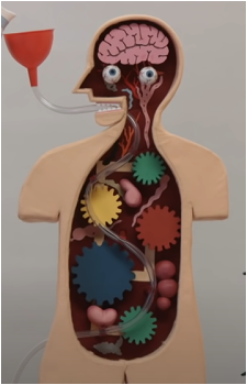 Body Model's image