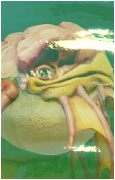 The Ancient Flashfin's image