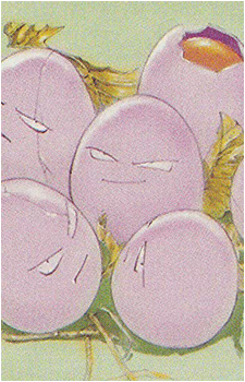 Exeggcute