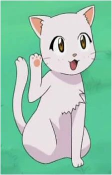 Kitten's image