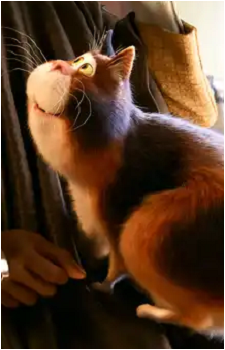 Mr. Mittens