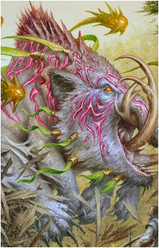 Kaima's image