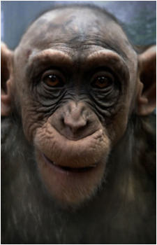 Bad Ape's image