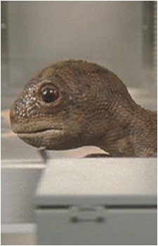 Rex {RDS}'s image