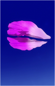 Image 3 Image 3