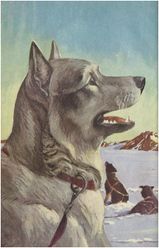Silver Chief's image