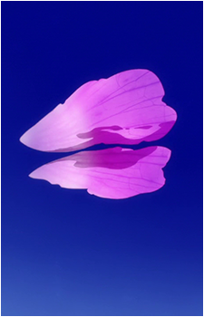 Image 3 Image 3