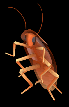 Dancing Cockroach's image