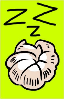 Magcat