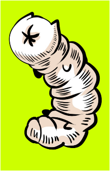 Magcat