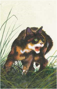 Tawnypelt