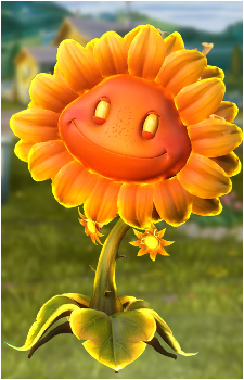 Sunflower