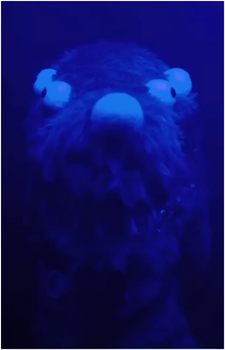 Carehound's image