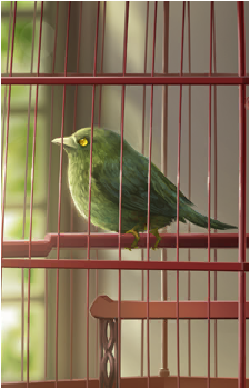 Golden-Eyed Divine Warbler's image