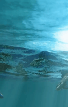 Image 14 of Lagiacrus