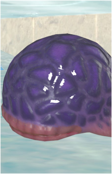 Water Dumple's image