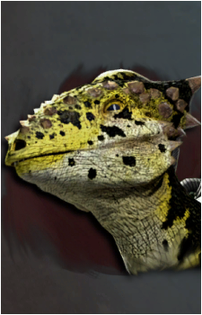 Stygimoloch spinifer