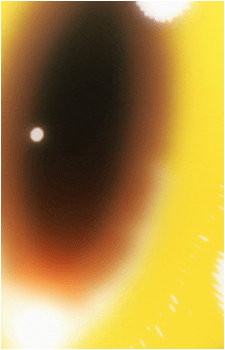 Image 21 Image 21