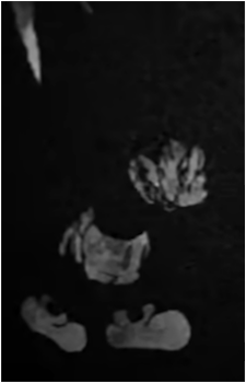 Suicide Mouse
