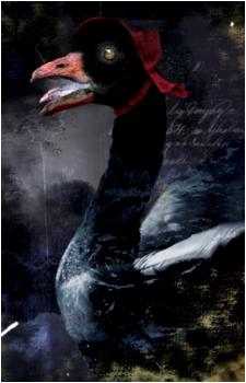 The Gander