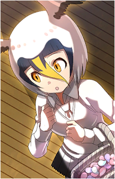 Masked Booby