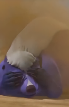 Kungka
