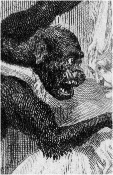 Ourang-Outang's image