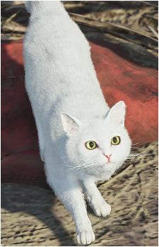 Fluffy's image