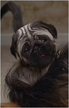 The Puppy-Monkey-Baby