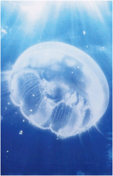 Healing Friend Jellyfish